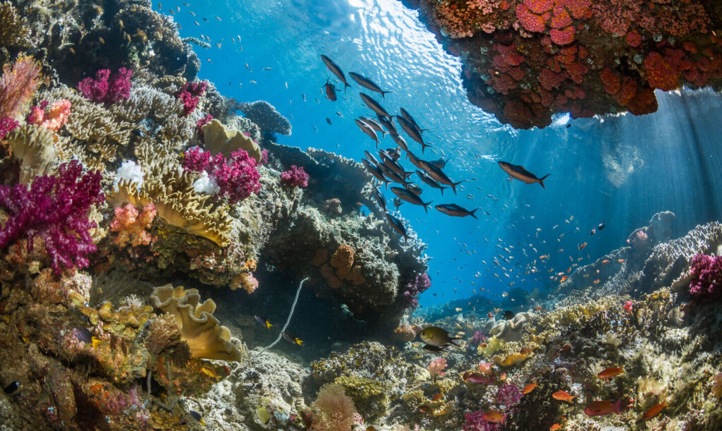 Menyelami Keanekaragaman Hayati Raja Ampat Yang Memukau