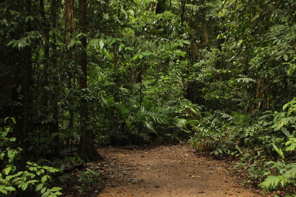 Hutan Belantara