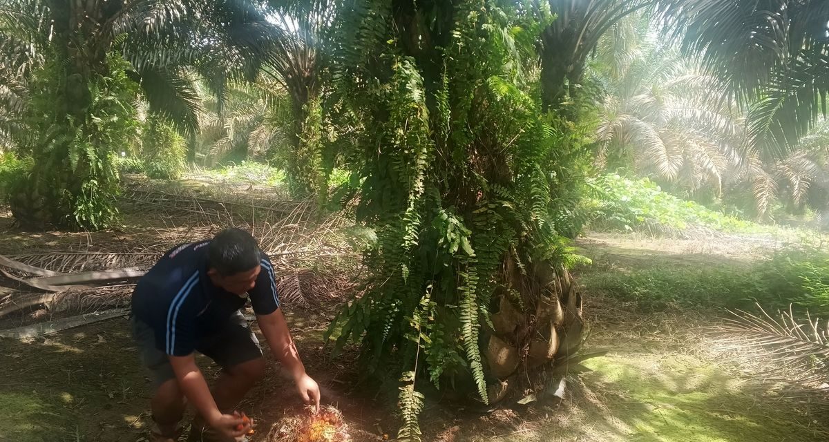 Survei Reuters: Produksi Minyak Sawit RI Naik Jadi 51,2 Juta Ton pada 2026, Terbesar di Dunia