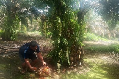 Survei Reuters: Produksi Minyak Sawit RI Naik Jadi 51,2 Juta Ton pada 2026, Terbesar di Dunia