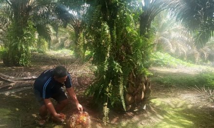 Survei Reuters: Produksi Minyak Sawit RI Naik Jadi 51,2 Juta Ton pada 2026, Terbesar di Dunia