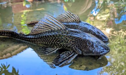 Ikan Sapu Sapu Aman Di Makan Asalkan Simak Penjelasan Ini