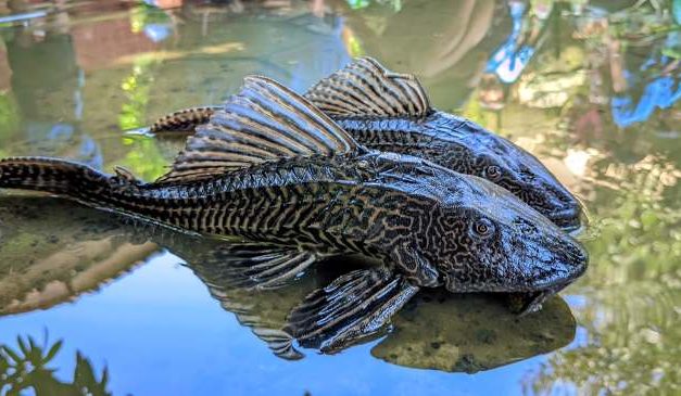 Ikan Sapu Sapu Aman Di Makan Asalkan Simak Penjelasan Ini