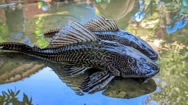 Ikan Sapu Sapu Aman Di Makan Asalkan Simak Penjelasan Ini