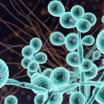 Ancaman Jamur Super Candida Auris Meluas