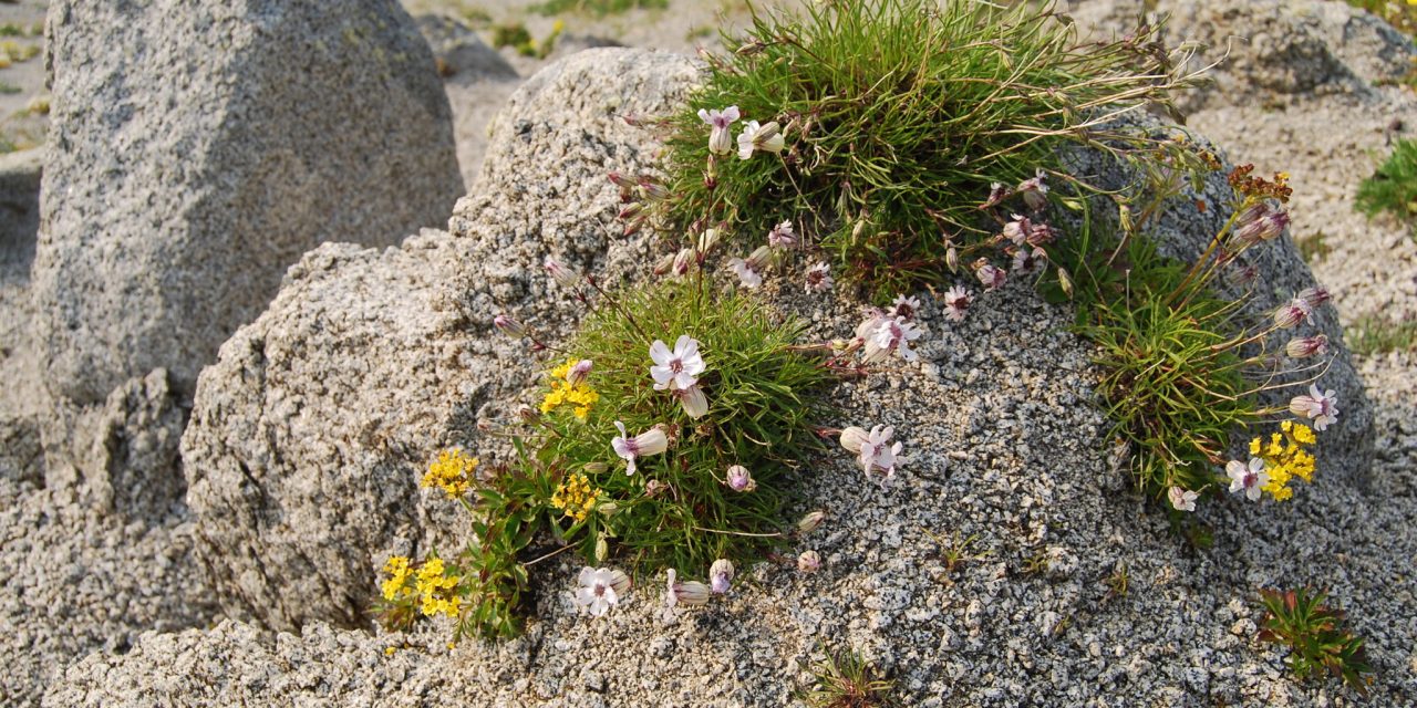 Fakta Mengejutkan Silene Stenophylla, Bunga Dari Zaman Es