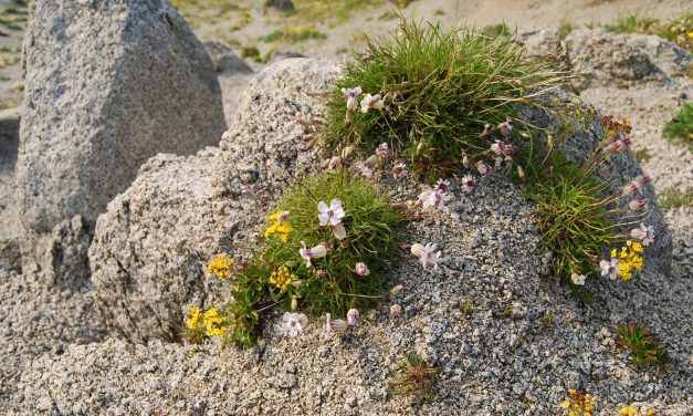 Fakta Mengejutkan Silene Stenophylla, Bunga Dari Zaman Es