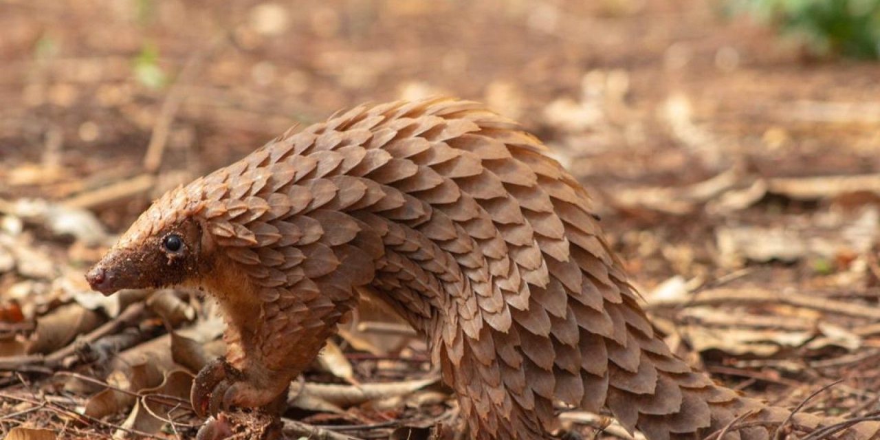 Hewan Pangolin Mamalia Terkenal Dengan Cangkang Keras