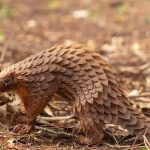 Hewan Pangolin Mamalia Terkenal Dengan Cangkang Keras