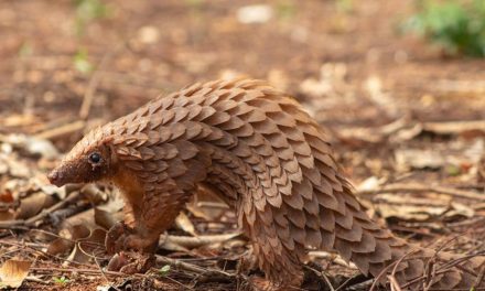 Hewan Pangolin Mamalia Terkenal Dengan Cangkang Keras