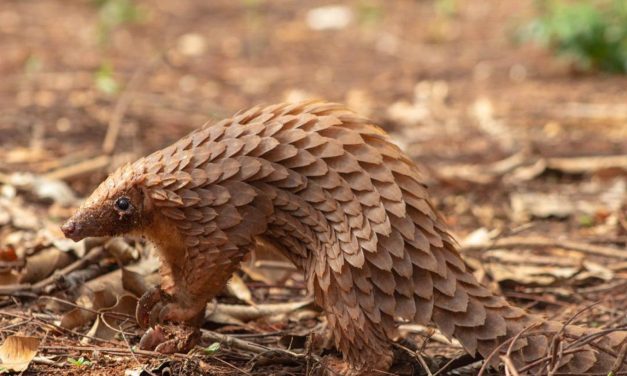 Hewan Pangolin Mamalia Terkenal Dengan Cangkang Keras