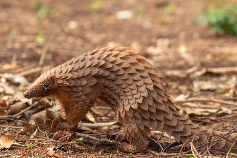 Hewan Pangolin