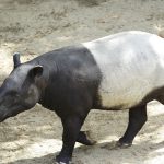 Hewan Tapir Tenuk, Eksotisme dan Keunikan Satwa Langka