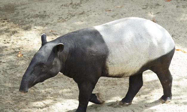 Hewan Tapir Tenuk, Eksotisme dan Keunikan Satwa Langka