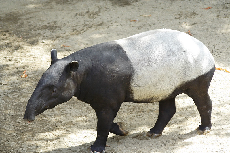Hewan Tapir Tenuk