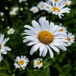 Bunga Chamomile Sebagai Penyejuk Tubuh Dan Pikiran