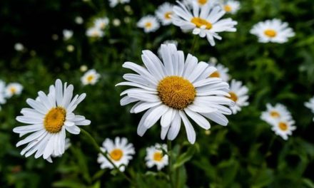 Bunga Chamomile Sebagai Penyejuk Tubuh Dan Pikiran