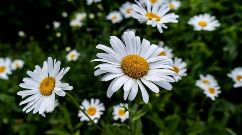 Bunga Chamomile