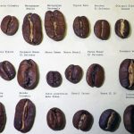 Mengungkap Beragam Varietas Kopi Populer