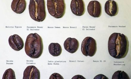 Mengungkap Beragam Varietas Kopi Populer
