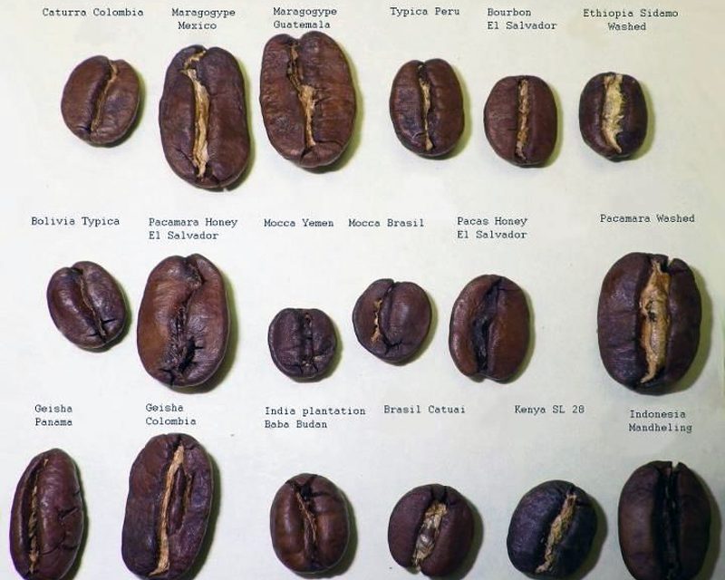 Mengungkap Beragam Varietas Kopi Populer