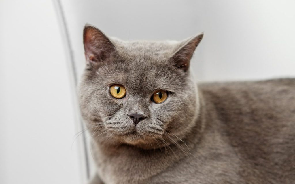 Jenis Kucing Paling Mahal Di Dunia, Apakah Kamu Punya?