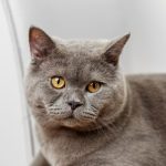 Jenis Kucing Paling Mahal Di Dunia, Apakah Kamu Punya?