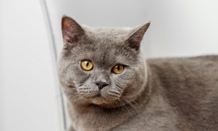 Jenis Kucing Paling Mahal Di Dunia, Apakah Kamu Punya?