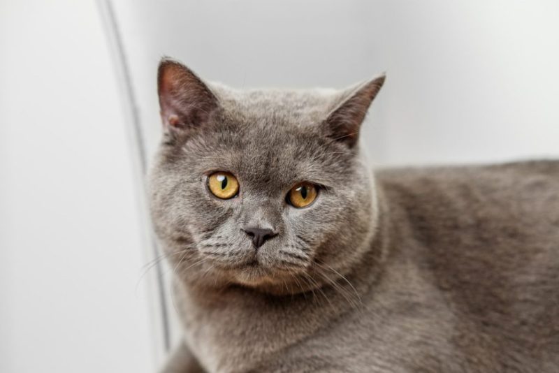 Jenis Kucing