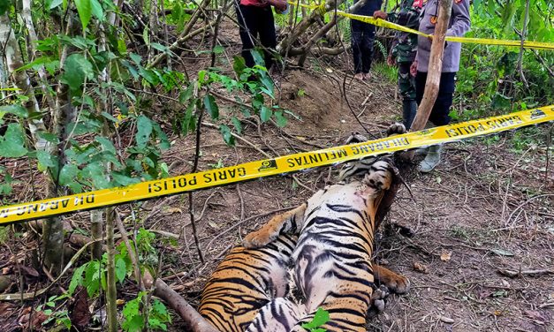 Pemerintah Melarang Perburuan Spesies Langka Di Alam