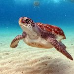 Fakta Menarik Tentang Penyu Bisa Hidup Lebih Dari 50 Tahun