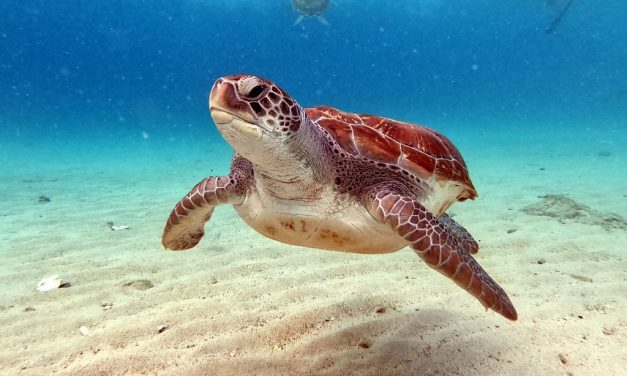 Fakta Menarik Tentang Penyu Bisa Hidup Lebih Dari 50 Tahun