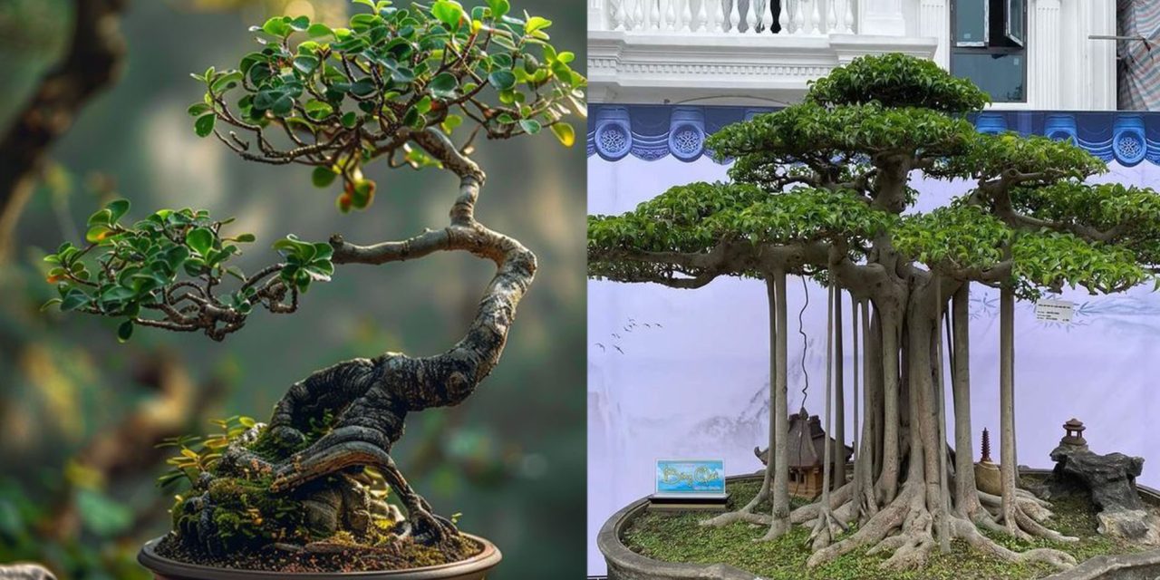 Tanaman Hias Bonsai Sangat Indah, Begini Asal Usulnya
