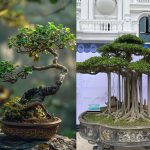 Tanaman Hias Bonsai Sangat Indah, Begini Asal Usulnya