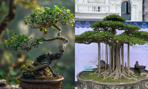 Tanaman Hias Bonsai Sangat Indah, Begini Asal Usulnya