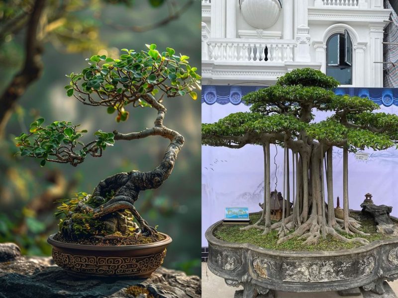 Tanaman Hias Bonsai