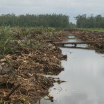 Beberapa Aspek Penting Menanam Kelapa Sawit Di Tanah Gambut