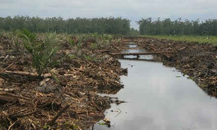 Beberapa Aspek Penting Menanam Kelapa Sawit Di Tanah Gambut
