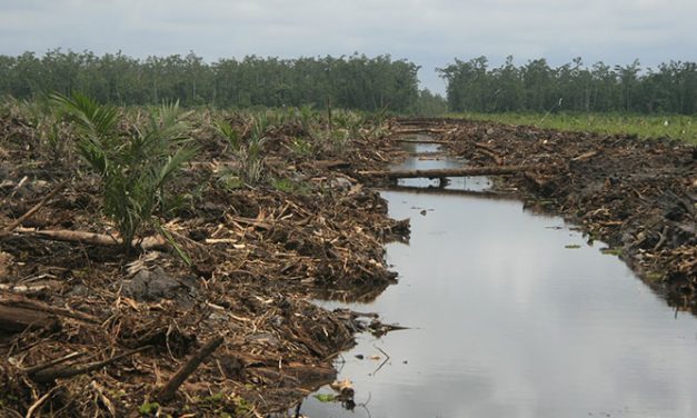 Beberapa Aspek Penting Menanam Kelapa Sawit Di Tanah Gambut