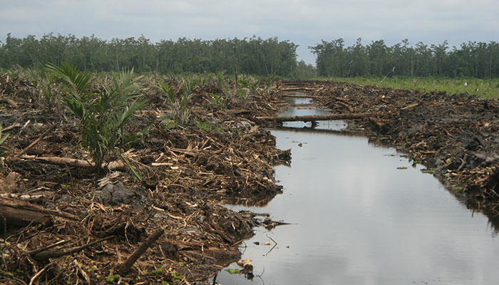 Beberapa Aspek Penting Menanam Kelapa Sawit Di Tanah Gambut