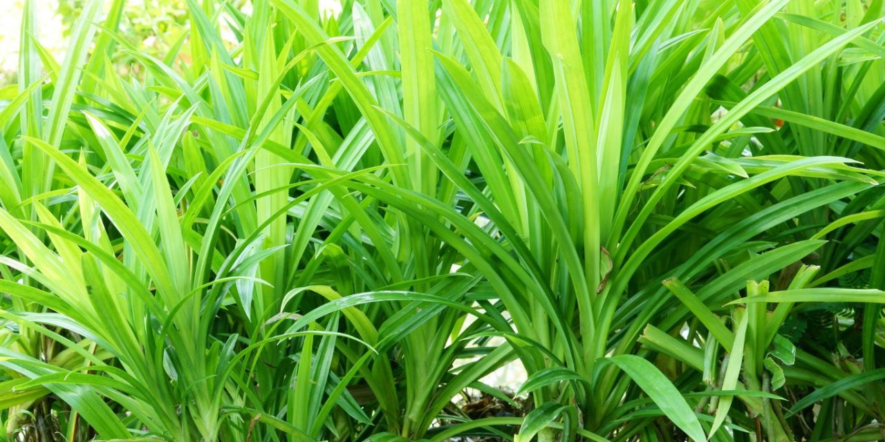 Manfaat Daun Pandan Untuk Kesehatan, Ini Penjelasannya!