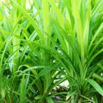 Manfaat Daun Pandan Untuk Kesehatan, Ini Penjelasannya!