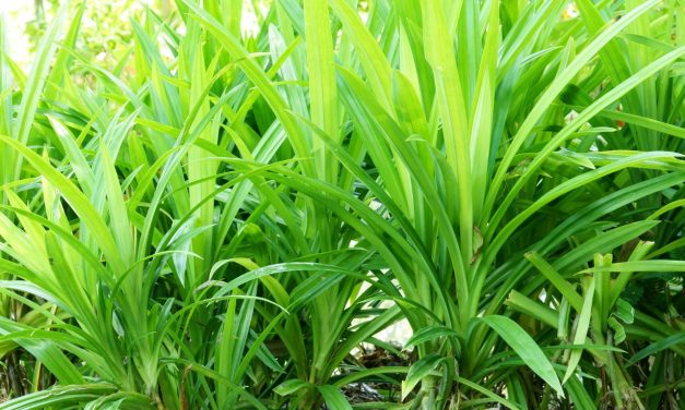 Manfaat Daun Pandan Untuk Kesehatan, Ini Penjelasannya!