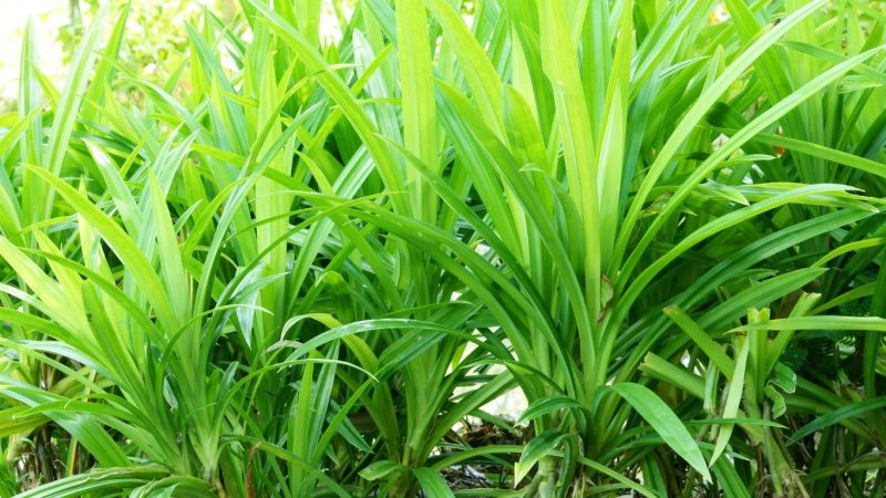 Manfaat Daun Pandan