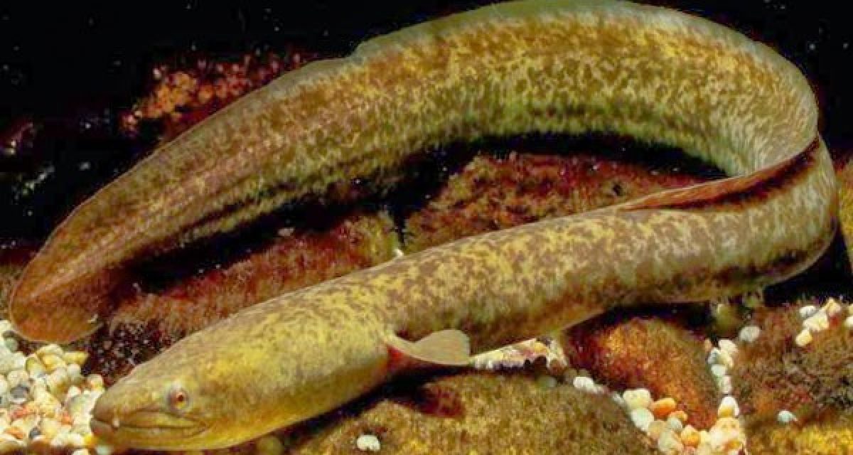 Mengenal Ikan Sidat, Ikan Mirip Belut yang Bernilai Ekonomi Tinggi