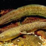 Mengenal Ikan Sidat, Ikan Mirip Belut yang Bernilai Ekonomi Tinggi