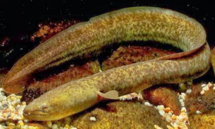 Mengenal Ikan Sidat, Ikan Mirip Belut yang Bernilai Ekonomi Tinggi
