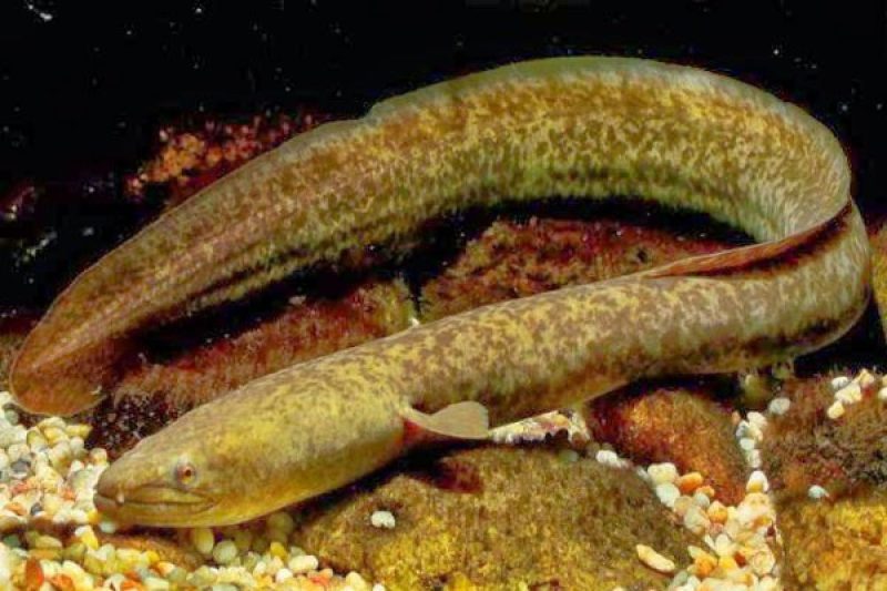 Mengenal Ikan Sidat