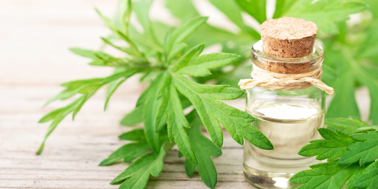 Tanaman Mugwort Memiliki Berbagai Macam Kegunaan