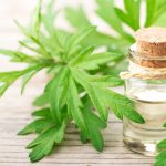 Tanaman Mugwort Memiliki Berbagai Macam Kegunaan